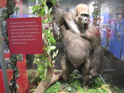 gorilla st louis zoo|Phil the gorilla’s legacy lives on at the Saint Louis Zoo.
